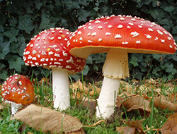 amanita 1